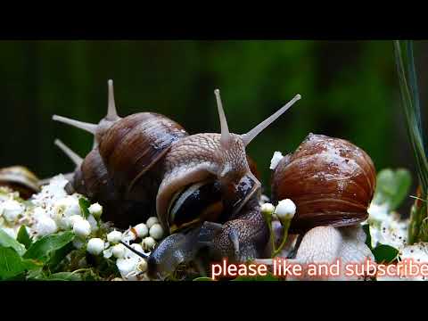 Chui mui si tum lagti ho|Hindi song| lyrics