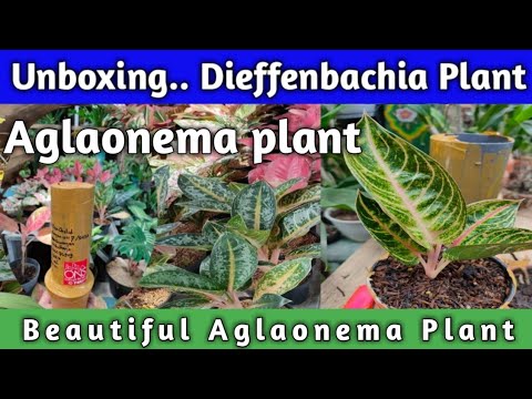 , title : 'Unboxing Aglaonema plant..🔥🔥'
