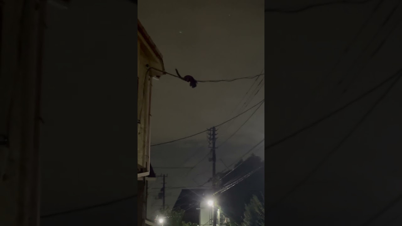 【ハクビシンサーカス】赤ちゃんくわえて綱渡り #野生動物 #親子 #子育て