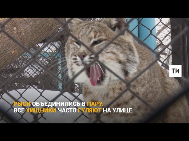 Весна в казанском зооботсаду: выход из спячки и хищная любовь