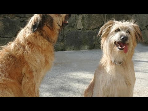 download lagu mp3 mp4 Perro De Pastor Vasco, download lagu Perro De Pastor Vasco gratis, unduh video klip Perro De Pastor Vasco