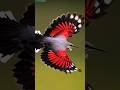 The wallcreeper is a small passerine bird #wildlife #wildbirds #shorts
