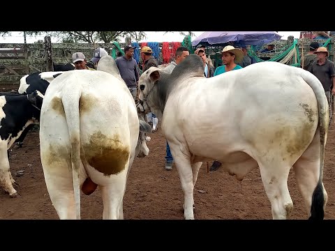 Feira de Gado Capoeiras Pe.06/03/26