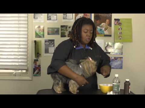 YouTube video about: Can I clean my dog's ears with alcohol?