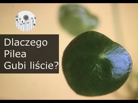 Dlaczego Pilea gubi, traci liście? Sposoby na to, by pieniążek przestał zrzucać liście.