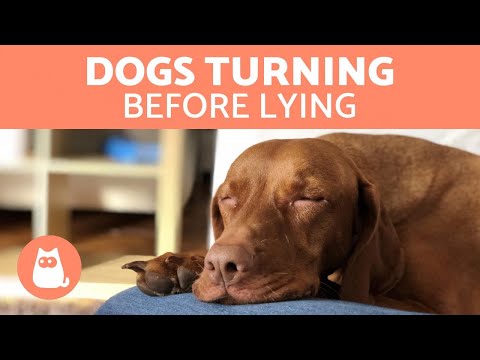 Why Does My DOG TURN in CIRCLES Before LYING Down? 🐕🔄