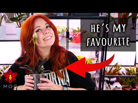 Paphiopedilum Orchid with Crown Rot 😬 Time to take apart the Mini Slipper Orchid Garden