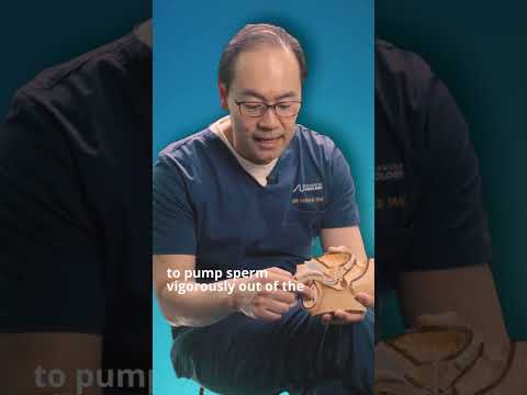 How Does Ejaculation Work? | #MCAshorts