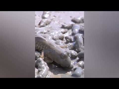 陸を歩く魚たち