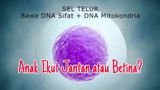 Download lagu Menurunkan Sifat Paling Kuat Merpati Jantan atau Betina? mp3