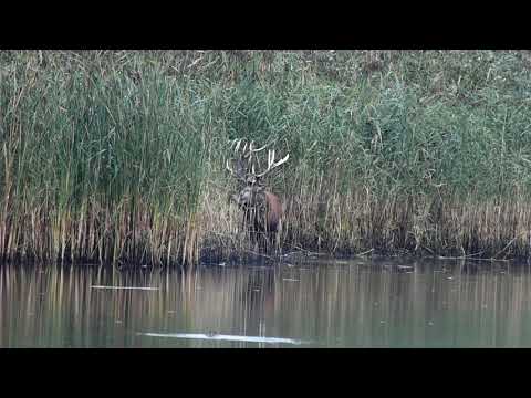 Dolina Baryczy - końcówka rykowiska 1