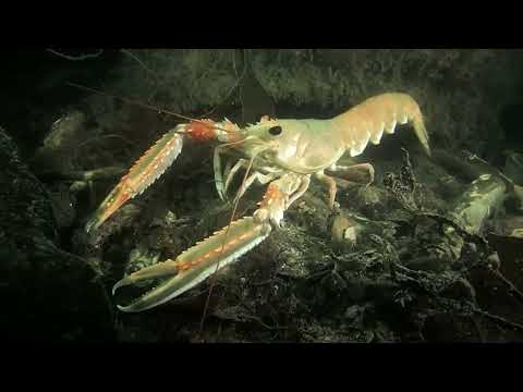 Facts: The Norway Lobster (Scampi)