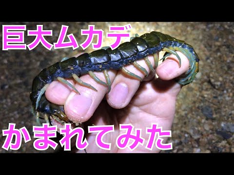 , title : '新種の巨大ムカデを素手で捕まえてみた＆咬まれてみた【リュウジンオオムカデ（日本最大種）】BItten by Ryujin giant centipede (Scolopendra alcyona) !'