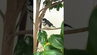 Download lagu Burung Pipit Bernyanyi #burung #alam #pecintaalam #suaraburung #penggemarburung #pecintaburung #trending mp3