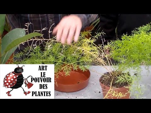 comment soigner les plantes d'intérieur
