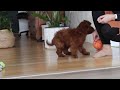 Mini Goldendoodle dogs for sale: Chloe - Video 1