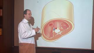 Cavidade Abdominal, Peritônio, Fígado, Pâncreas e Via Biliar