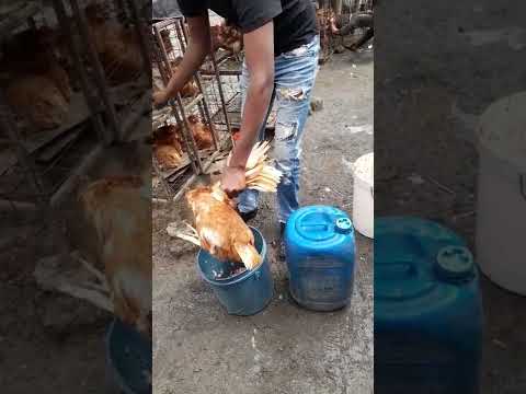 , title : 'Broiler VS INDIGENOUS   CHICKEN SLAUGHTERING (CUTTING THE HEAD)#broilerfarming #shortvideo #short'