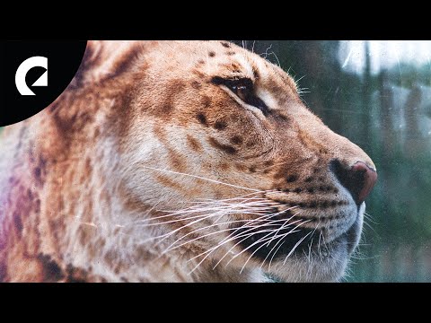 Frook - Liger (Royalty Free Music)