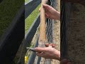 How to tighten sagging field fence #homestead #ranch #tipsandtricks - Brothers Fab Shop How to tighten sagging field fence #homestead #ranch #tipsandtricks