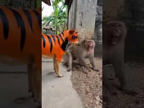 Kena Prank hewan nya #memengakakkocak #gudanghiburan #ngakak