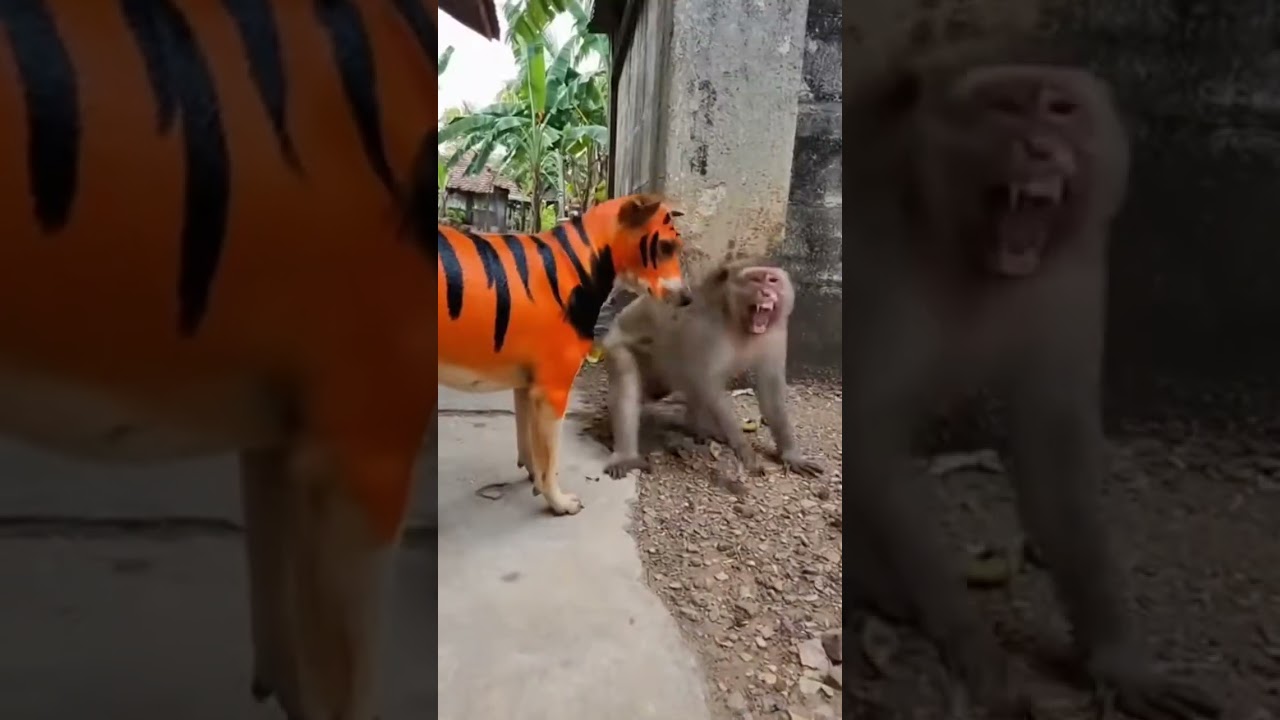 Kena Prank hewan nya #memengakakkocak #gudanghiburan #ngakak