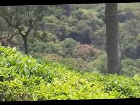 Man's Vs Wild at Ooty forest with Shark Senthil & Murugesh