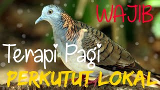 Download lagu Wajib | Terapi Pagi | Perkutut Lokal | Pasti bersautan mp3