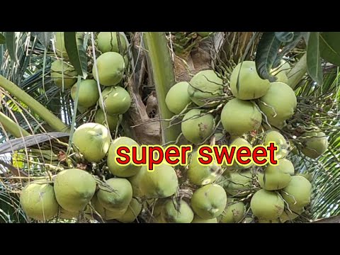 Jardim de coqueiros cheio de frutas 🌱 Jardim QUOC #30