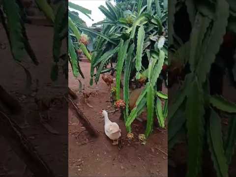 Pitayas em Capetinga,minas gerais