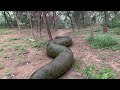 Biggest Snake Ever Found In Real Life Part 2 HD Video TB FILMS