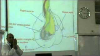 Embryology - Dr Sherif Fahmy -CVS part 2