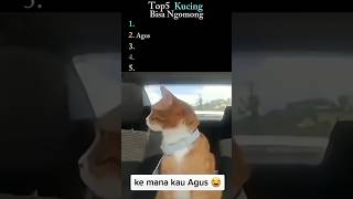 Download lagu Top 5 Funny Moments of Cats Talking #reels #fyp mp3 Download lagu Top 5 Funny Moments of Cats Talking #reels #fyp mp3