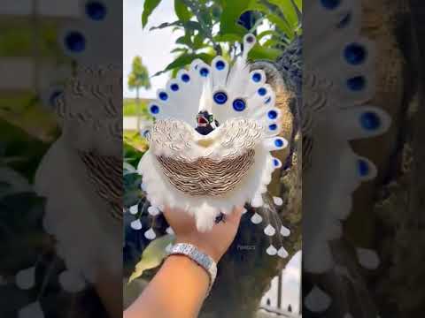 #sorts #amazing #birds