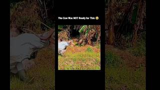 Download lagu The Cow Was NOT Ready for This 😂 mp3 Download lagu The Cow Was NOT Ready for This 😂 mp3