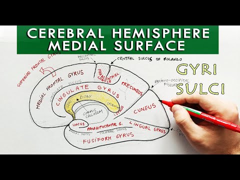 Medial surface of the Cerebral hemisphere - Gyri and sulci | Neuroanatomy