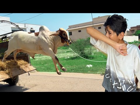 Humari Cow Unloading Hote Hue Gir Gyi?😱Rassi tot Gyi😳