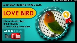 Download lagu Kumpulan Masteran Mp3 Suara Kicau Burung Lovebird Ngekek juara mp3