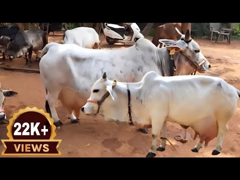 , title : 'Worlds Smallest Cow Breed | Punganur Cow | Complete Video  Documentary By AJ Cattle info'