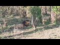 Musketeer Lions And Lookout Pride Livestream Zebra Plains