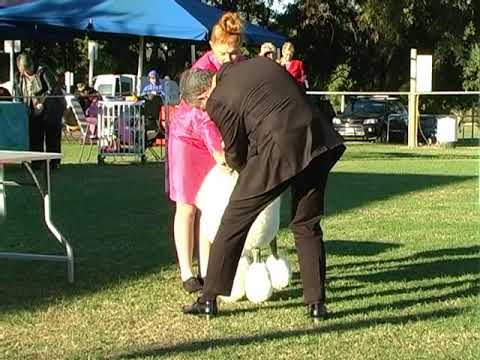 08 July 2018 Beenleigh KC Championship Show