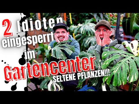 Together in the tropical house of rarities - rare indoor plants in the garden center / online shop