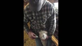 Dosing Syringe Feeding Cria