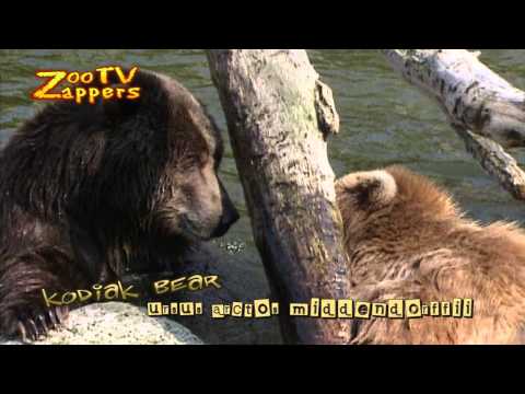 ZooZappers - Kodiak bear - Kodiakbeer - ursus arctos middendorffii