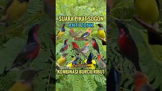 Download lagu Suara pikat sogon kombinasi burcil ribut paling ampuh#shorts #birds #pikatburung #suarapikat #burcil mp3