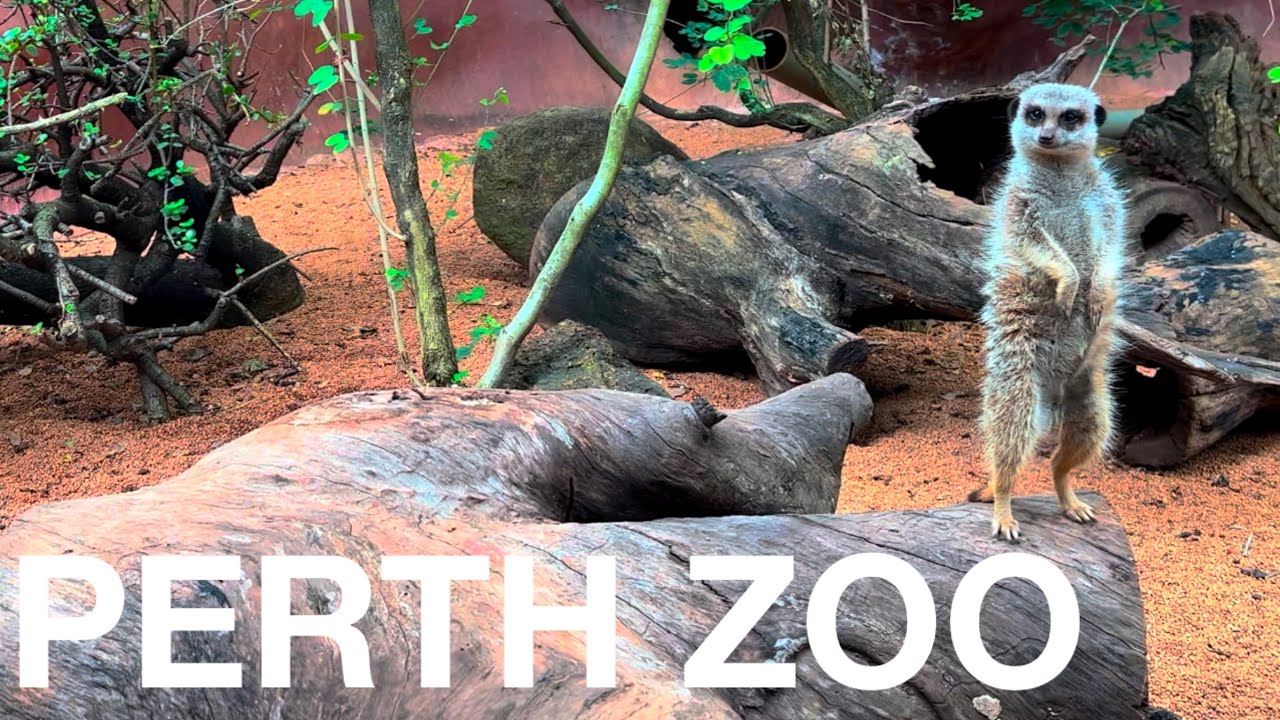 Experience a captivating virtual tour of Perth Zoo.