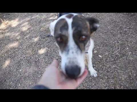 Lucky Dogs Montemor