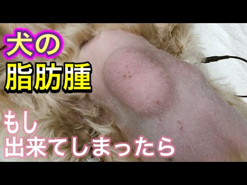 犬の脂肪腫 - 原因、症状、治療法