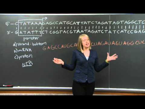 転写と翻訳｜MIT 7.01SC 生物学の基礎 (Transcription & Translation | MIT 7.01SC Fundamentals of Biology)
