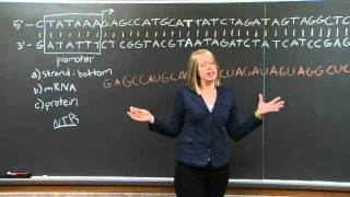 Transcription & Translation | MIT 7.01SC Fundamentals of Biology